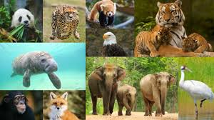 Endangered species at risk of Extinction!