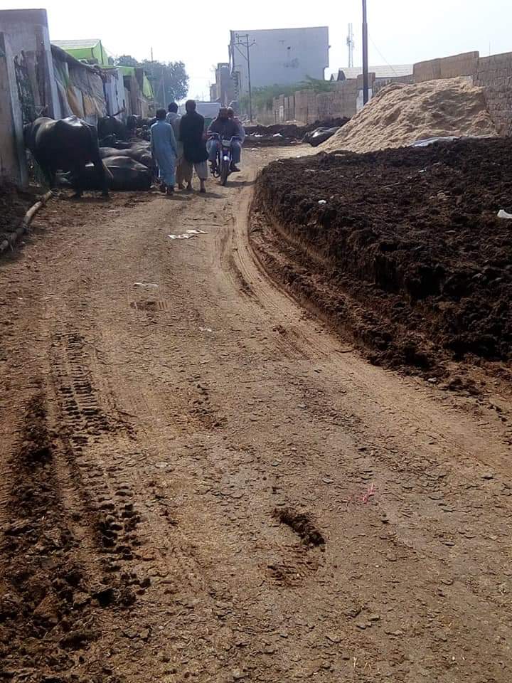 DMC Malir got constructed the road of Cattle Colony irking the residents by cattle-sheds Mafia
