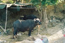 7 buffaloes buried alive after cattle yard collapsed due to torrential rains