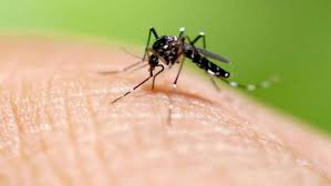 348 more dengue cases reported in Punjab