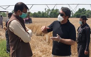 PARC-AZRC, D.I Khan developed a new high yielding wheat variety