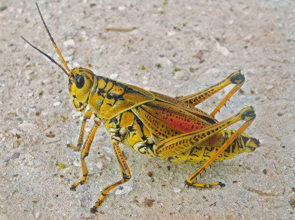 Locust attack threatens Food Security in Pakistan