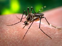 Dengue larva found at large scale in 5 areas of RWP