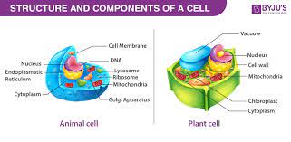 Importance of cell and its levels of organization
