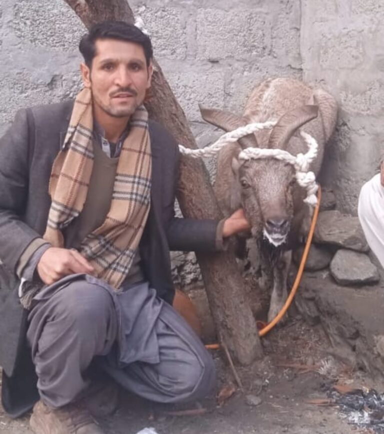 Local resident of Gilgit Baltistan captured alive a rare Astor Markhor: