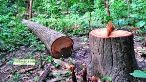 LHC bans cutting trees, mountains in Murree, Kahuta., Kotli Sattian
