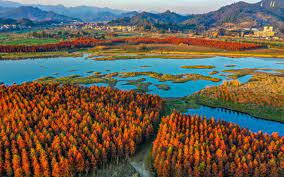 China sees continuous improvement in wetland ecology