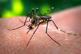 Dengue outbreak in Turbat