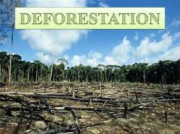 Deforestation: Hell in Pakistan