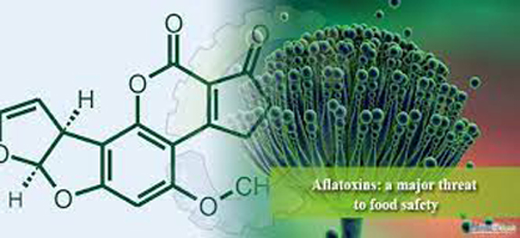 Aflatoxin: A hidden food contaminant adversely affecting the health of Pakistani population