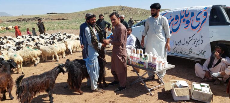 Post-rain camp; Livestock deptt set up free veterinary camps in the hilly areas
