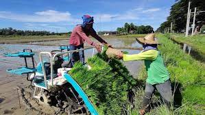 Chinese hybrid rice technologies contribute to Philippines’ agricultural development
