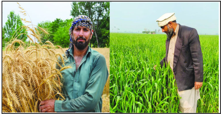 Zinc-biofortified wheat is a proven response to widespread hidden hunger, malnutrition in Pakistan: Experts