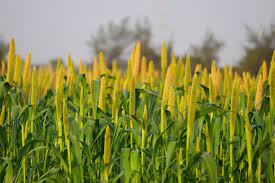 Millets: A Nutritious and Sustainable Food Crop for Pakistan