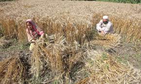 Wheat procurement campaign is going on successfully Okanwala Bangla of Sahiwal