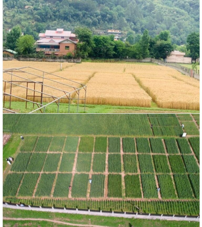 Advancing Agricultural Excellence and Sustainability in AJK through Innovative Practices and Farmer Engagement